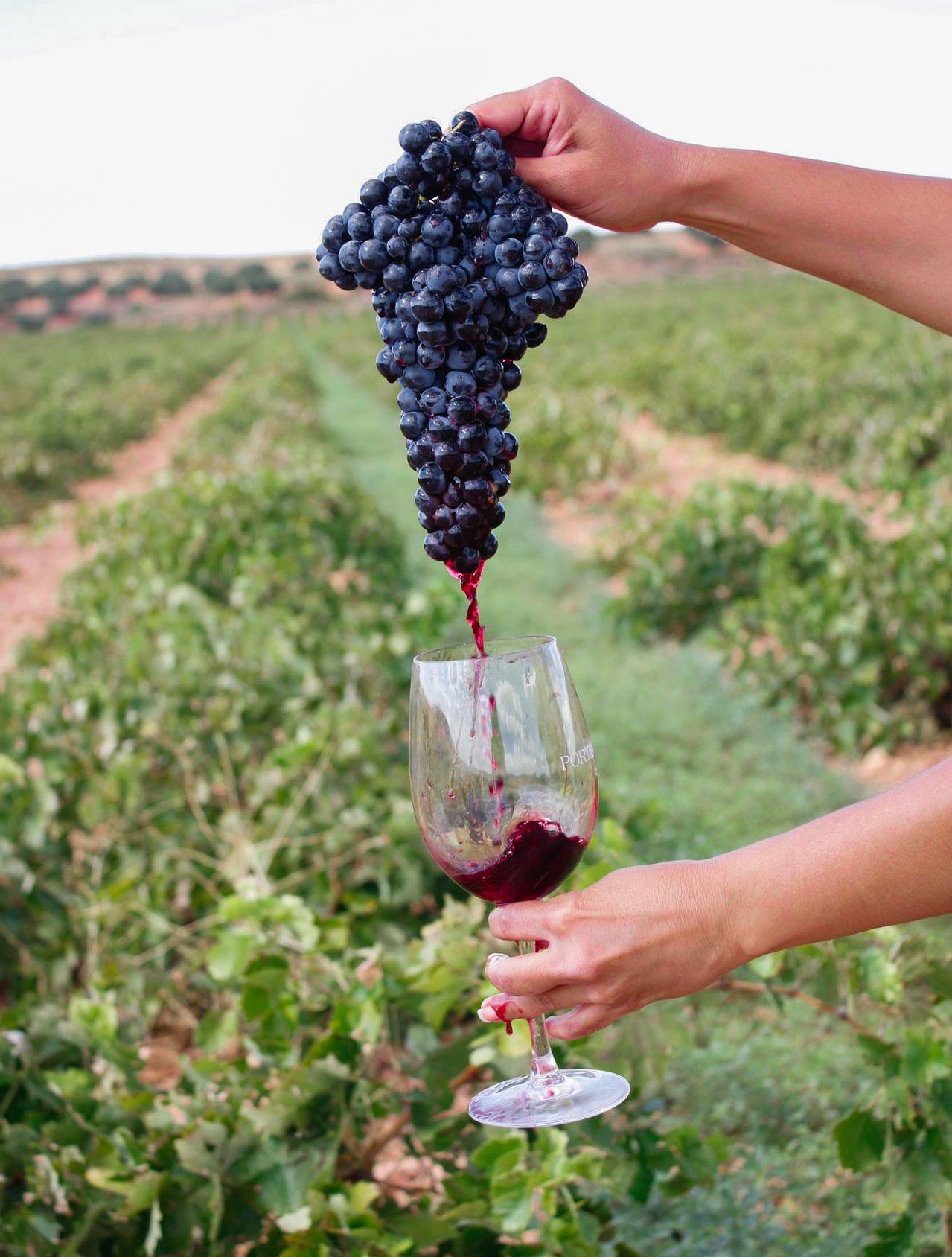 Wines on Sale: November